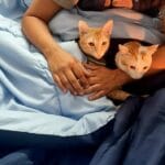 Cat’s Pet Parent